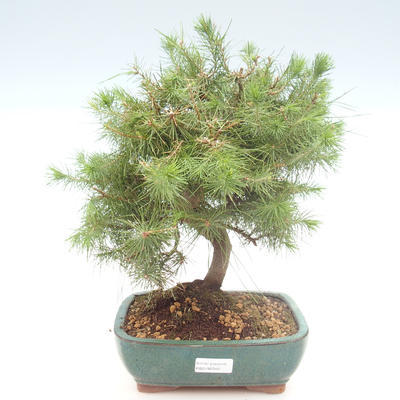 Indoor Bonsai-Pinus halepensis-Aleppo Kiefer PB2192040