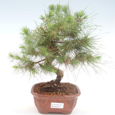 Indoor Bonsai-Pinus halepensis-Aleppo Kiefer PB2192044