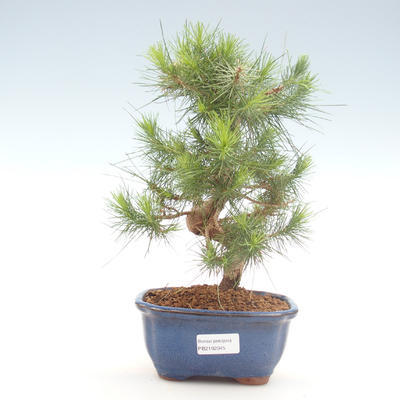 Indoor Bonsai-Pinus halepensis-Aleppo Kiefer PB2192045