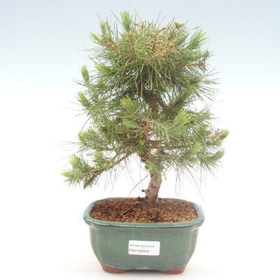 Indoor Bonsai-Pinus halepensis-Aleppo Kiefer PB2192046