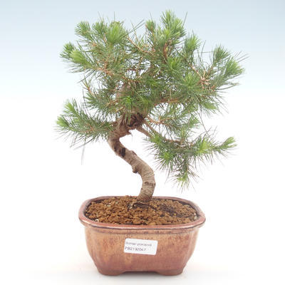 Indoor Bonsai-Pinus halepensis-Aleppo Kiefer PB2192047