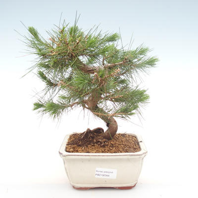 Indoor Bonsai-Pinus halepensis-Aleppo Kiefer PB2192048