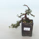 Outdoor Bonsai-Cotoneaster horizontalis-Rockrose - 1/3