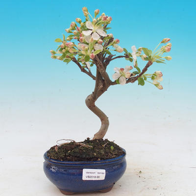 Bonsai im Freien - Malus halliana - Malpierter Apfelbaum - 1