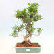 Zimmerbonsai - Ficus kimmen - kleinblättriger Ficus - 1/5