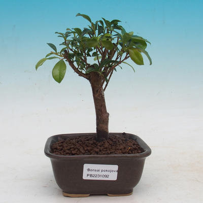 Zimmer Bonsai - Australian Kirsche - Eugenia uniflora - 1