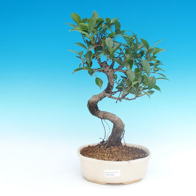 Raum-Bonsai - Ficus retusa - kleiner Ficus - 1