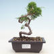 Bonsai im Freien - Juniperus chinensis Itoigawa-chinesischer Wacholder - 1/3