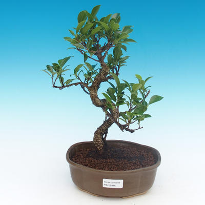 Indoor-Bonsai - Ficus retusa - kleiner Ficus - 1