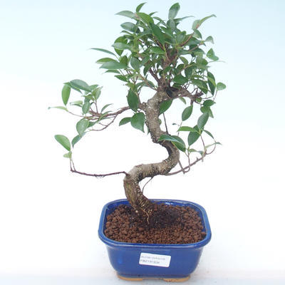Indoor Bonsai - Ficus kimmen - kleiner Blattficus PB2191934