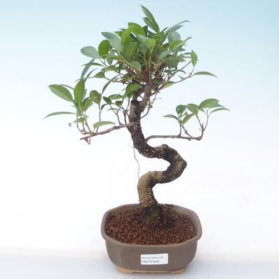 Indoor Bonsai - Ficus kimmen - kleiner Blattficus PB2191935