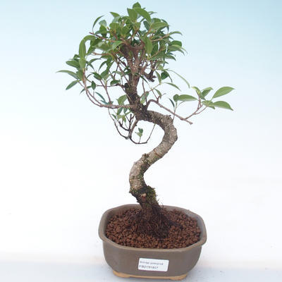 Indoor Bonsai - Ficus kimmen - kleiner Blattficus PB2191937