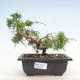 Bonsai im Freien - Juniperus chinensis Itoigawa-chinesischer Wacholder - 1/4