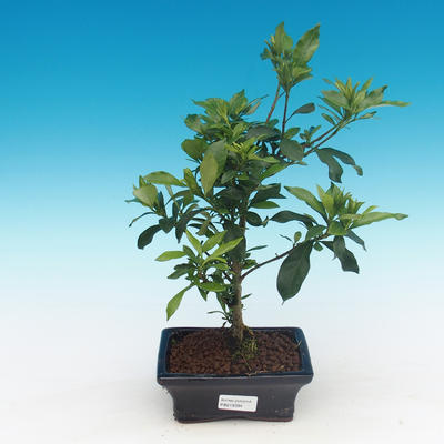 Zimmer bonsai - Gardenia jasminoides-Gardenie