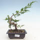 Bonsai im Freien - Juniperus chinensis Itoigawa-chinesischer Wacholder - 1/3