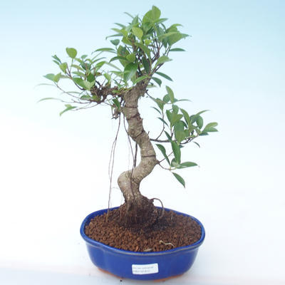Innenbonsai - Ficus retusa - kleiner Blattficus PB2191913 - 1