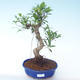 Innenbonsai - Ficus retusa - kleiner Blattficus PB2191913 - 1/2
