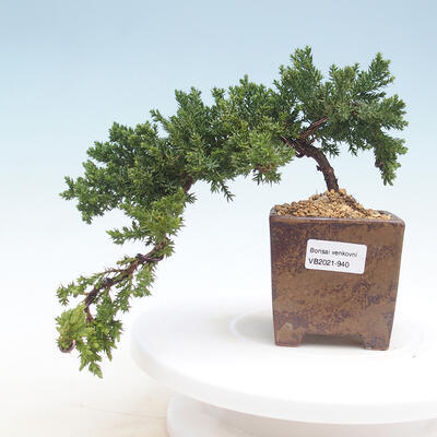 Bonsai im Freien - Juniperus prokumbens NANA - Juniper - 1