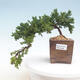 Bonsai im Freien - Juniperus prokumbens NANA - Juniper - 1/2
