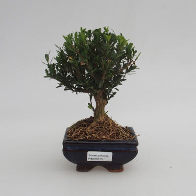 Zimmer Bonsai - Buxus Harlandii - Kork Buxus - 1