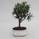 Zimmer Bonsai - Podocarpus - Stein Thousand - 1/4