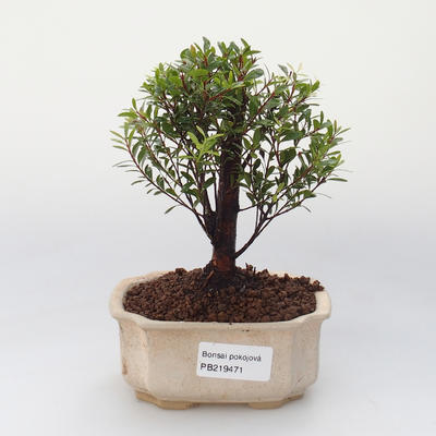 Zimmer Bonsai - Syzygium - Pimentovník - 1