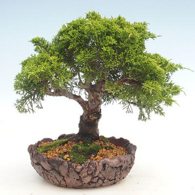Bonsai im Freien - Juniperus chinensis Itoigawa-chinesischer Wacholder - 1
