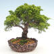 Bonsai im Freien - Juniperus chinensis Itoigawa-chinesischer Wacholder - 1/6