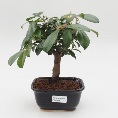 Room Bonsai - Australische Kirsche - Eugenia uniflora - 1