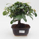 Room Bonsai - Australische Kirsche - Eugenia uniflora - 1/3