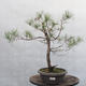 Yamadori - Pinus sylvestris - Waldkiefer - 1/5