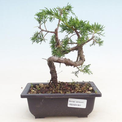 Bonsai im Freien - Juniperus chinensis Itoigawa-chinesischer Wacholder - 1