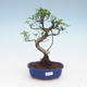 Innenbonsai - Ficus retusa - kleiner Blattficus PB2191955 - 1/2