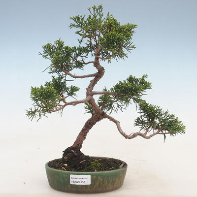 Bonsai im Freien - Juniperus chinensis - chinesischer Wacholder - 1
