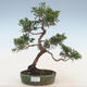 Bonsai im Freien - Juniperus chinensis - chinesischer Wacholder - 1/2