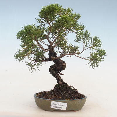 Bonsai im Freien - Juniperus chinensis - chinesischer Wacholder - 1
