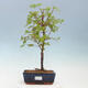 Outdoor Bonsai - Orange Palm Maple - Acer palmatum KATSURA - 1/4