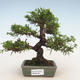 Bonsai im Freien - Juniperus chinensis Itoigawa-chinesischer Wacholder - 1/5