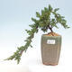 Bonsai im Freien - Juniperus prokumbens NANA - Juniper - 1/2