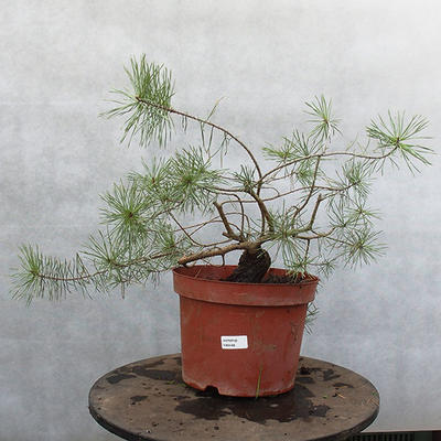 Yamadori - Pinus sylvestris - Waldkiefer - 1