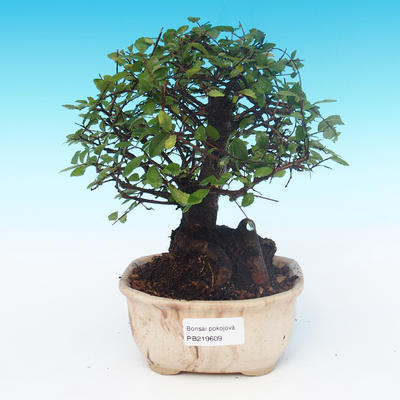 Zimmer Bonsai-Ulmus Parvifolia-Malolistý Ulme