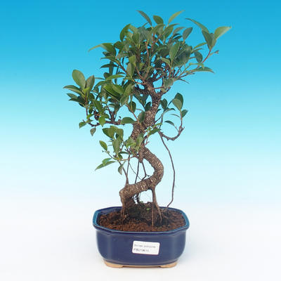 Indoor-Bonsai - Ficus kimmen - kleiner Ficus
