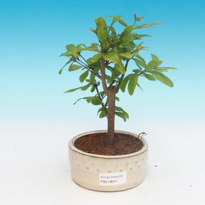 Zimmer bonsai-PUNICA granatum nana-granatapfel - 1