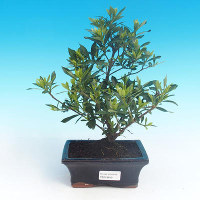 Zimmer Bonsai - Gardenia Jasminoides-Gardenie