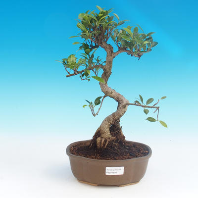 Indoor-Bonsai - Ficus retusa - kleiner Ficus - 1