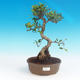 Indoor-Bonsai - Ficus retusa - kleiner Ficus - 1/2