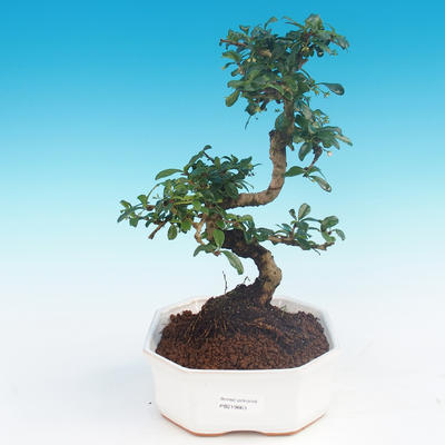 Zimmer Bonsai - Carmona macrophylla - Tea Fuki - 1
