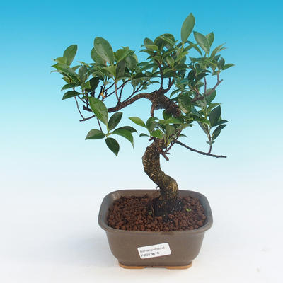 Indoor-Bonsai - Ficus kimmen - kleiner Ficus