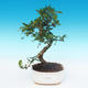 Zimmer Bonsai - Carmona macrophylla - Tea Fuki - 1/5