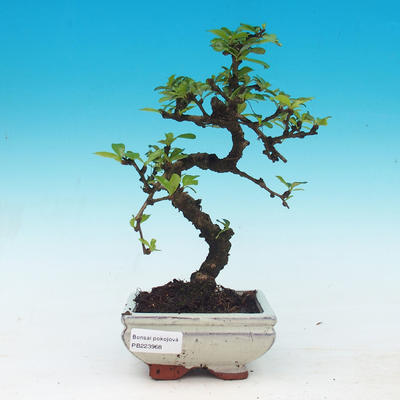 Zimmer Bonsai - Carmona macrophylla - Tee fuki - 1